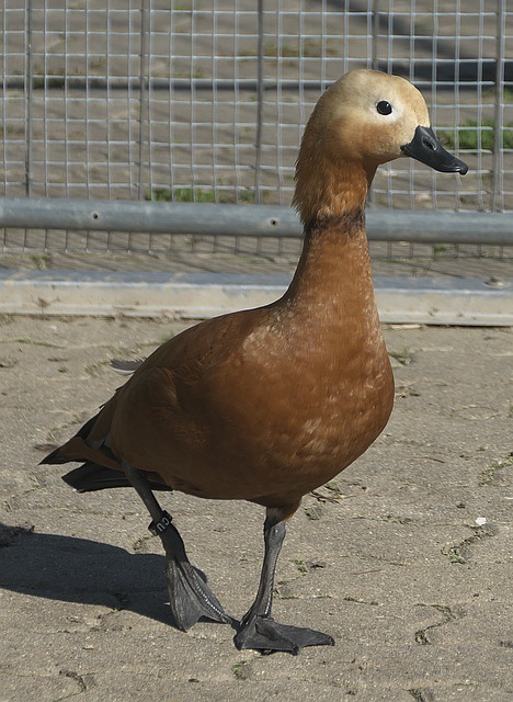 渴望